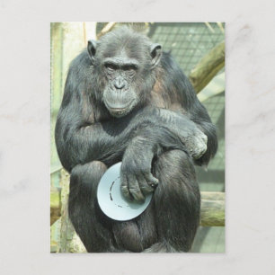 FUNNY CHIMPANZEE VYKORT