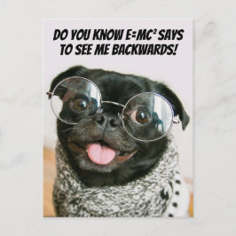 Funny Chinese Pug Cute Puppy Dog Animal Theory  Helg Vykort