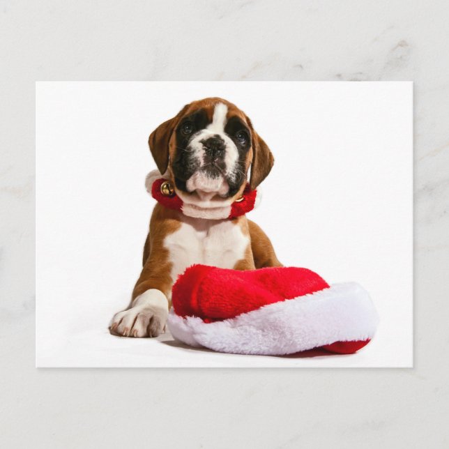 funny Christmas dog Boxer puppy Helg Vykort (Framsida)