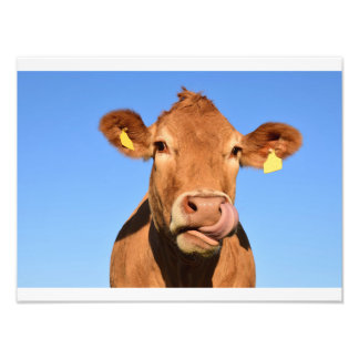 Funny Cow Fototryck