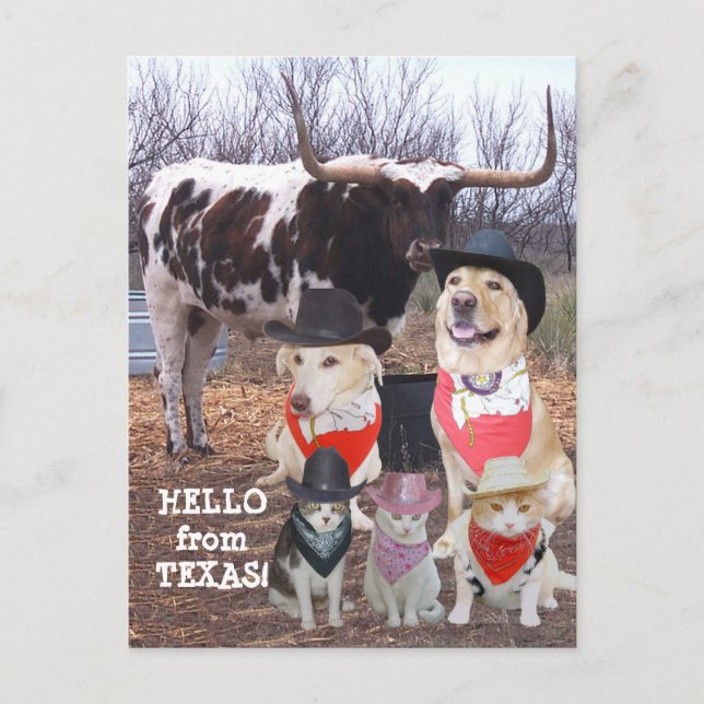 Funny Cowboy Pets Hej från Texas Vykort (Framsida)