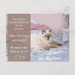 Funny Crazy Cat Humor Vykort