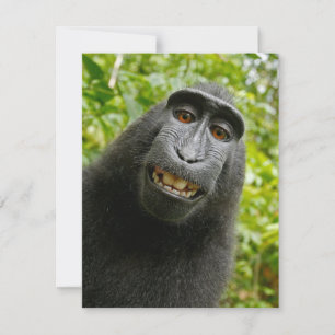 Funny Crested Monkey Kort