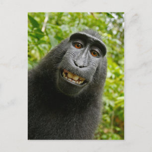 Funny Crested Monkey Smiling Fånig Selfie Vykort