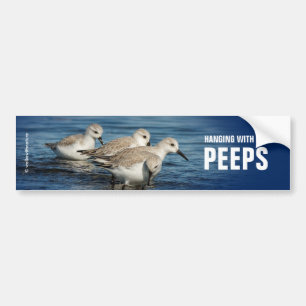 Funny Cute 4 Sanderlings Sandpipers vid Beach Bildekal