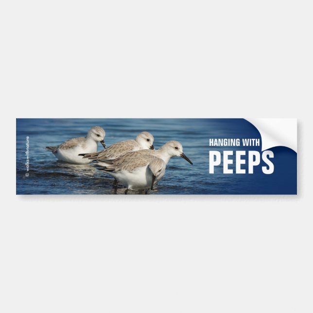 Funny Cute 4 Sanderlings Sandpipers vid Beach Bildekal (Framsidan)