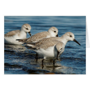 Funny Cute 4 Sanderlings Sandpipers vid Beach Hälsningskort