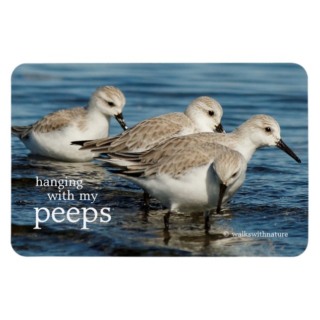Funny Cute 4 Sanderlings Sandpipers vid Beach Magnet (Horisontell)