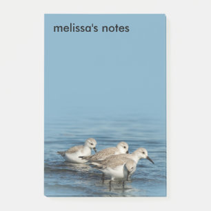 Funny Cute 4 Sanderlings Sandpipers vid Beach Post-it Block