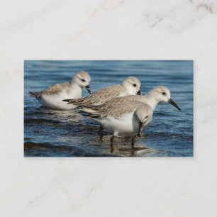 Funny Cute 4 Sanderlings Sandpipers vid Beach Visitkort