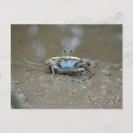 Funny Cute Blue Spelman Crab på Lera Flats Photo Vykort