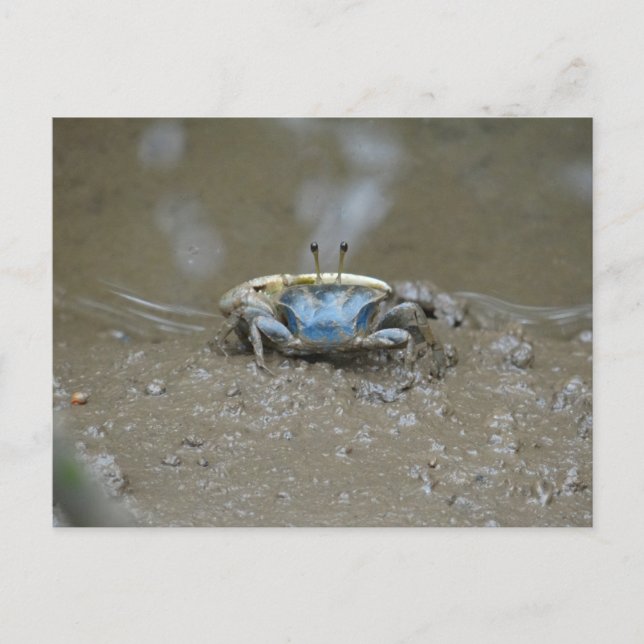 Funny Cute Blue Spelman Crab på Lera Flats Photo Vykort (Framsida)