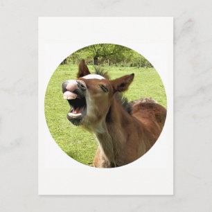FUNNY CUTE FOAL VYKORT