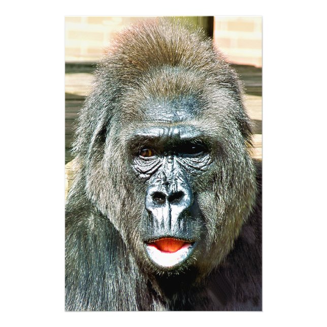 FUNNY CUTE GORILLA FOTOTRYCK (Framsidan)