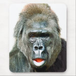 FUNNY CUTE GORILLA MUSMATTA<br><div class="desc">A beautiful expression on this gorilla's face.</div>
