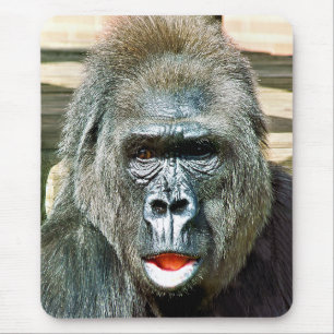 FUNNY CUTE GORILLA MUSMATTA