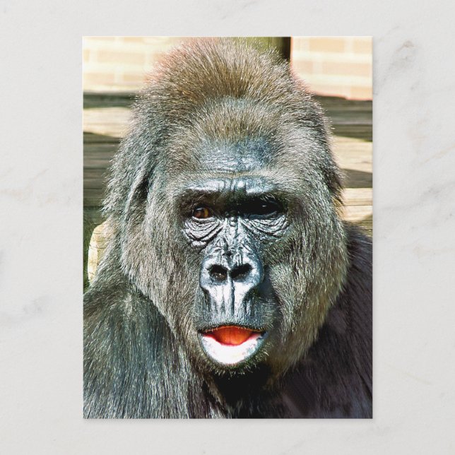 FUNNY CUTE GORILLA VYKORT (Framsida)