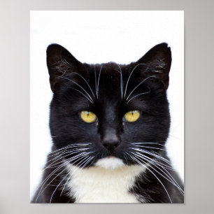 Funny Cute Grumpy Black Cat Poster