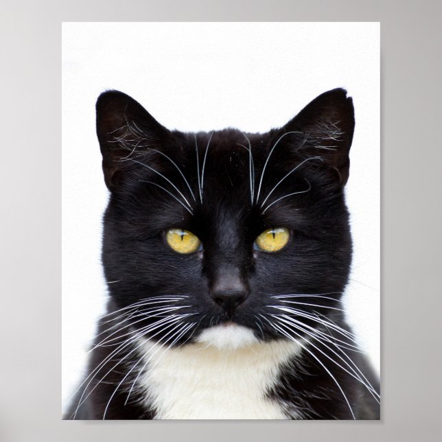 Funny Cute Grumpy Black Cat Poster (Framsidan)