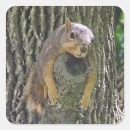 Funny Cute Lazy Squirrel i Träd Fyrkantigt Klistermärke
