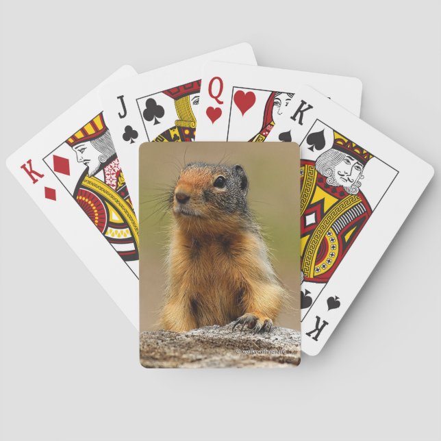 Funny Cute Saucy Columbian Ground Squirrel Casinokort (Baksidan)