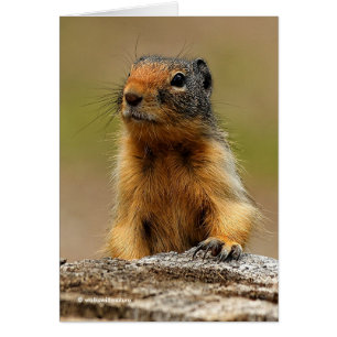 Funny Cute Saucy Columbian Ground Squirrel Hälsningskort