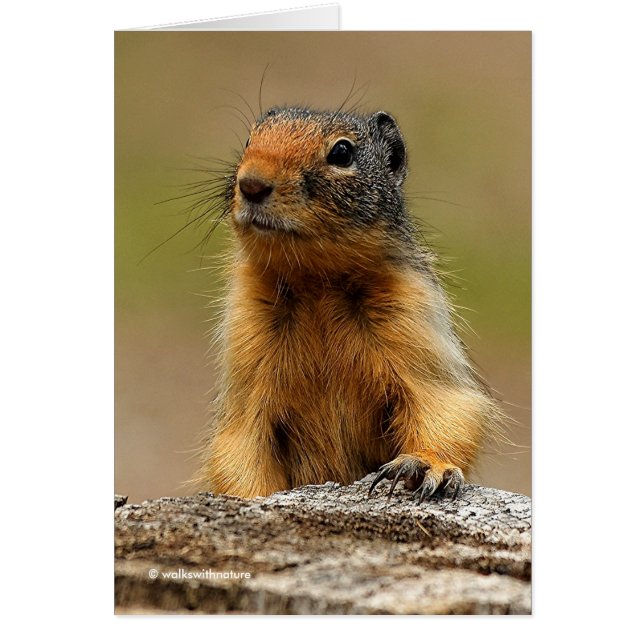 Funny Cute Saucy Columbian Ground Squirrel Hälsningskort (Framsidan)