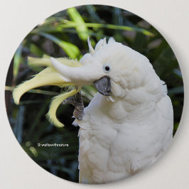 Funny Cute Sulfur Crested Cockatoo Vinkar Hej Knapp