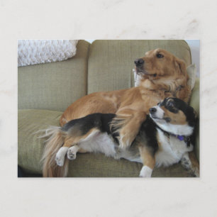 Funny Dogs Cuddling Cute Golden Retriever Corgi Vykort