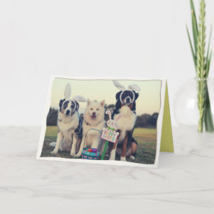 Funny Dogs Glad påsk Card Tack Kort