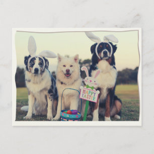 Funny Dogs Glad påsk vykort