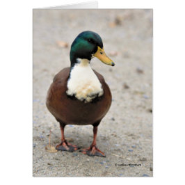 Funny Domestic Mallard Duclair Bibbed Odd Anka Hälsningskort