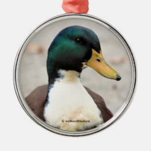 Funny Domestic Mallard Duclair Bibbed Odd Anka Julgransprydnad Metall