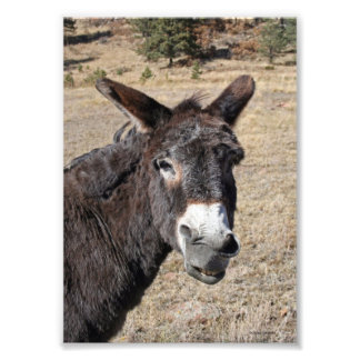Funny Donkey Fototryck