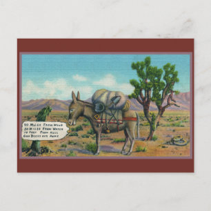 Funny Donkey i Desert Arizona Postcard Vykort