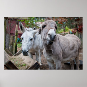 Funny Donkey Poster