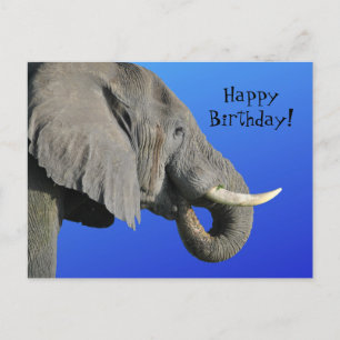 Funny Elephant Age Irrelevant Blue Grattis på föde Vykort