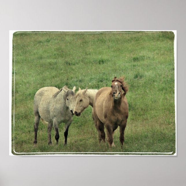 Funny Equines Poster (Framsidan)