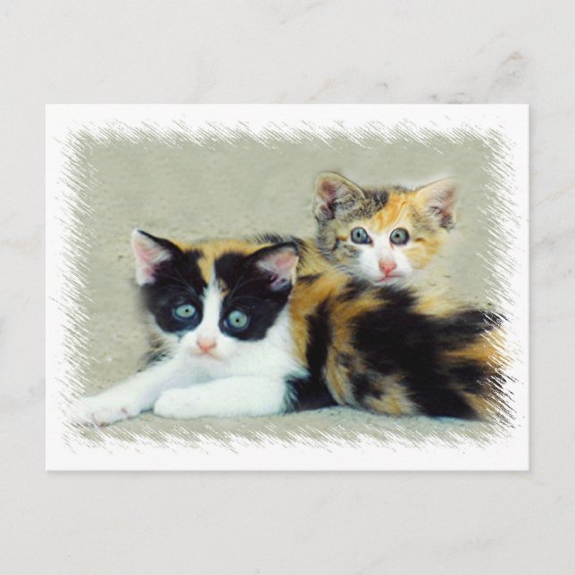 Funny Faced Kittens Vykort (Framsida)
