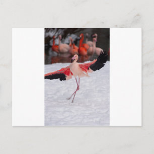 Funny Flamingo som dansar flamenco Vykort