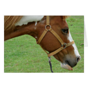 Funny Flashy Horse Hälsningskort
