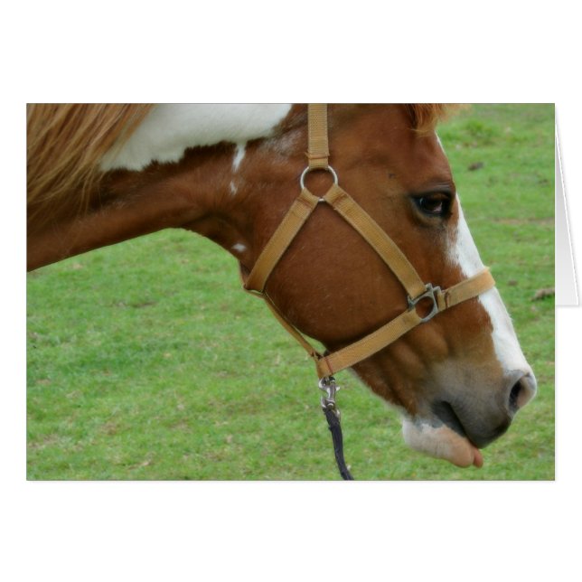 Funny Flashy Horse Hälsningskort (Framsidan Horizontal)