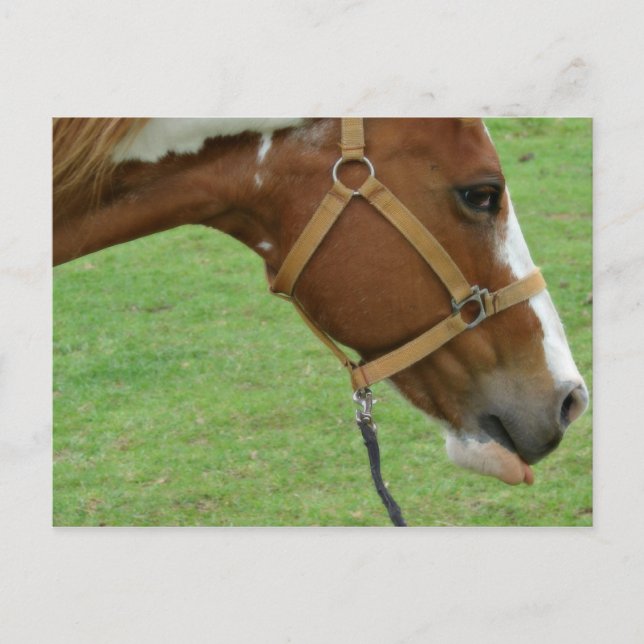 Funny Flashy Horse Vykort (Framsida)