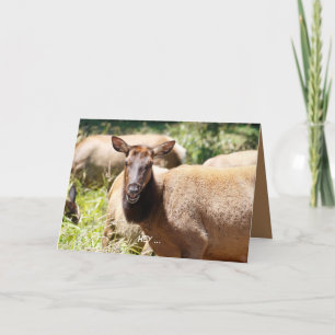 Funny födelsedagskort med elk kort