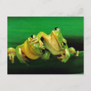 Funny Frogs Vykort