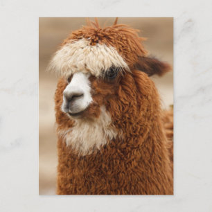 Funny Fuzzy Llama Vykort