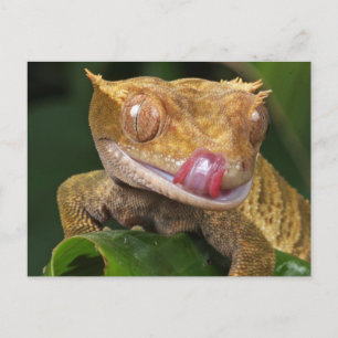 Funny GECKO Slickar Läppar POSTCARD Vykort