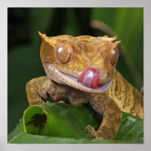 Funny GEKO Slickar Läppar med Tunga Poster