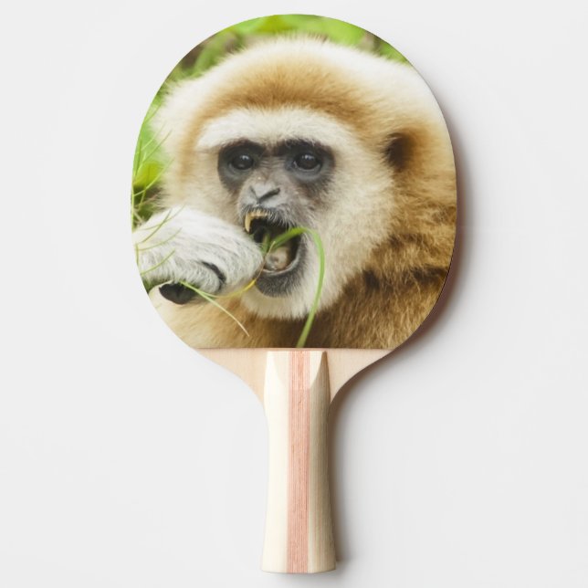 Funny Gibbon Animal Photo Pingisracket (Framsidan)