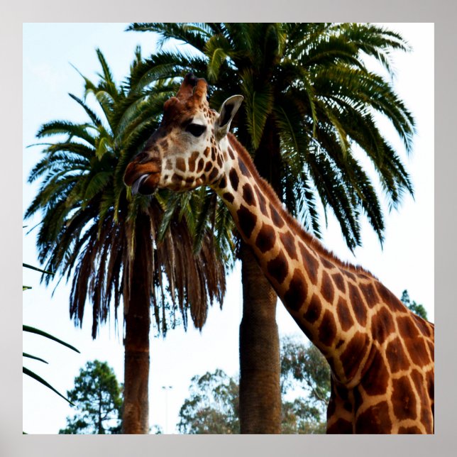 Funny Giraffe Ge A Raspberry Poster (Framsidan)